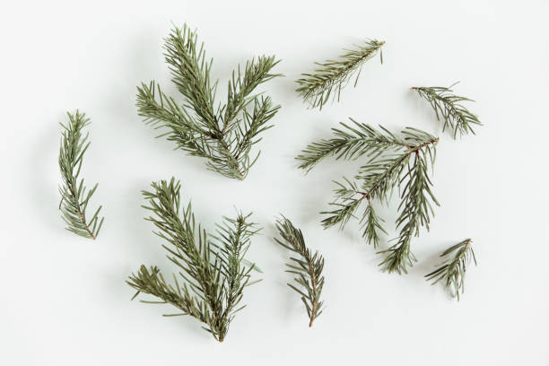 istock Fir pine branches. Christmas tree on the white background. Flat lay, mockup. Minimalist Scandinavian style 1279131869