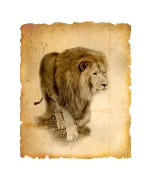 istock photo on old paper African lion 1279133699