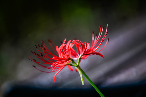 red Spider Lily blooming in a quiet country field.