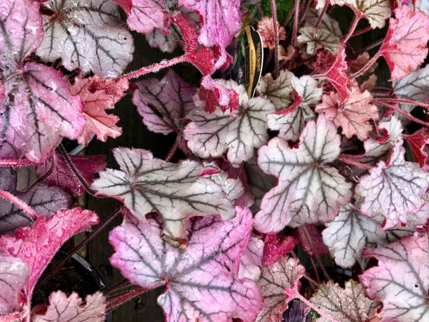 istock Heuchera or little cutie. 1279134441