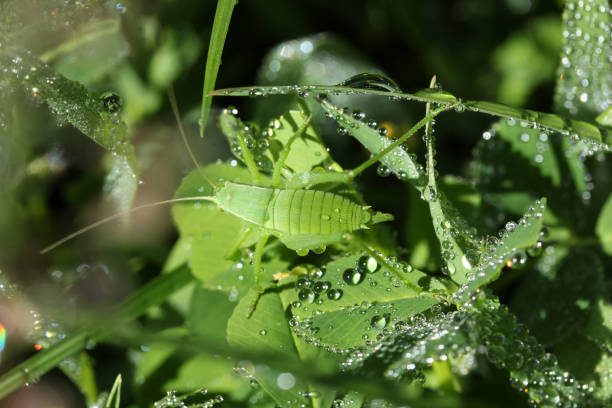 istock Raindrops, green leaves and the mantis 1279136467