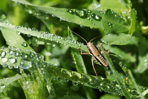 istock Grasshopper on green leaves. Leaves and water drops. 1279136524