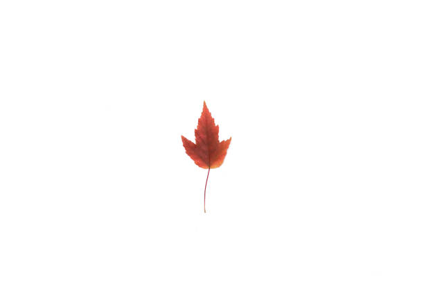 istock beautiful and colourful leave isolated on white background 1279138112