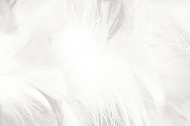 istock White feather texture background,free space for add text or baby products and other 1279139055