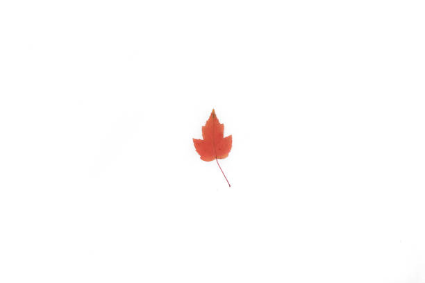 istock beautiful and colourful leave isolated on white background 1279139197