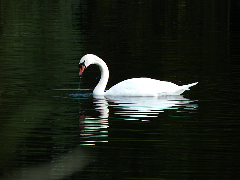 Swan Lake Teganuma, Chiba prefecture.