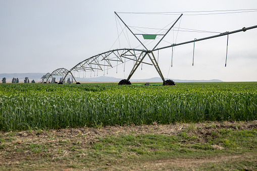 A pivot irrigation system standing in a field of green crops. Taken in the Free State province of South Africa