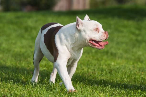istock American Bully puppy dog in move on grass 1279140484