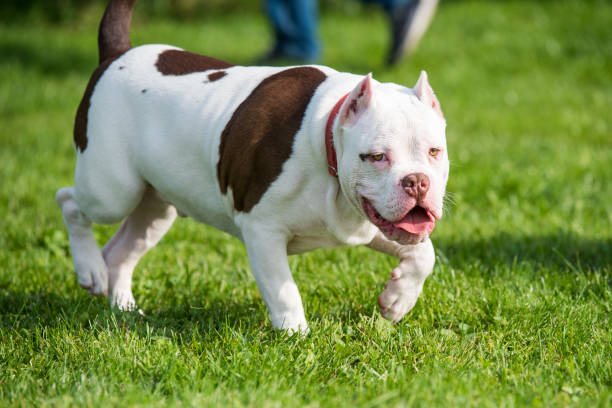 istock American Bully puppy dog in move on grass 1279140515