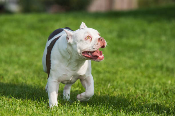 istock American Bully puppy dog in move on grass 1279140533