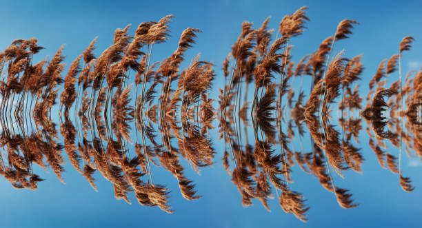 symetryczne odbicie, kalejdoskop. abstrakcyjny panoramiczny baner suchych likwidów na tle błękitnego nieba. - dry landscape panoramic grass zdjęcia i obrazy z banku zdjęć