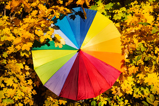 Colorful umbrella on maple leaves backround outside in park, autumn seasonal card concept