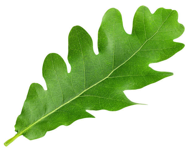 istock oak leaf, isolated on white background, clipping path, full depth of field 1279143553