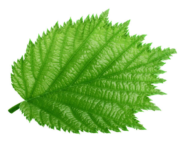 istock hazelnut leaf, isolated on white background, clipping path, full depth of field 1279143562