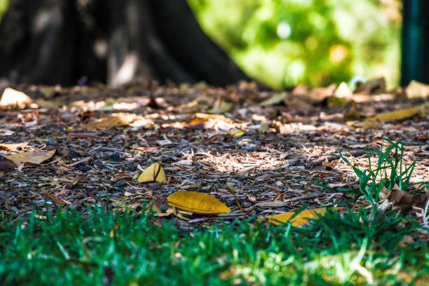 Green meadow with a vibrant tree and scattered autumn leaves in a peaceful outdoor landscape.