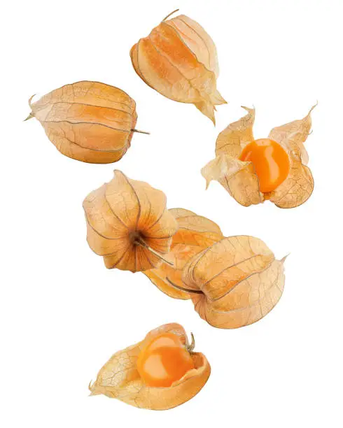 Falling Cape gooseberry, physalis isolated on white background, clipping path, full depth of field