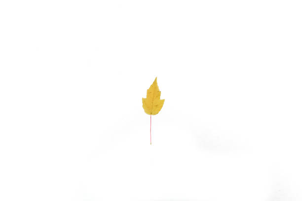 istock beautiful and colourful leave isolated on white background 1279144853