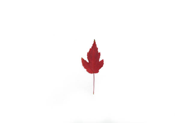 istock beautiful and colourful leave isolated on white background 1279145027
