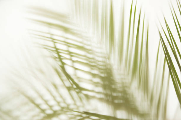istock A palm branch on the other side of a white canvas 1279145283