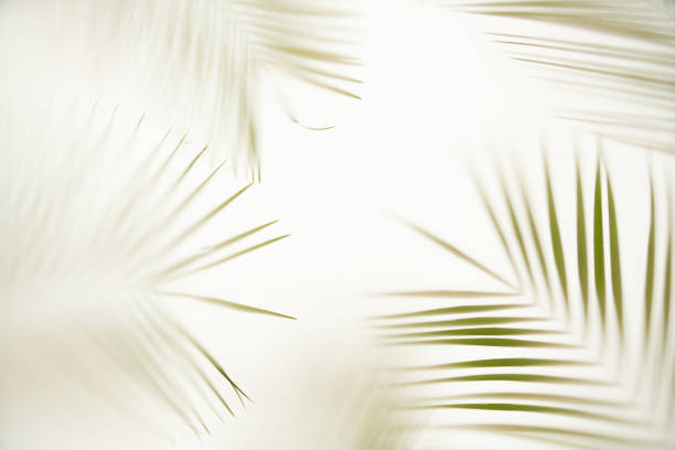 istock A palm branch on the other side of a white canvas 1279145362