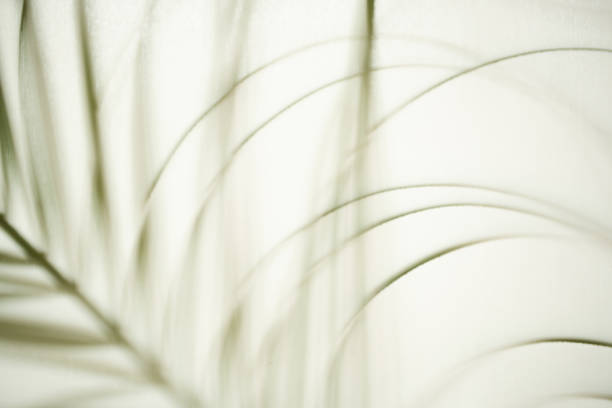 Close view of a palm leaf behind a white thin cloth