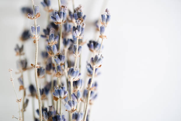 Fresh lavender bouquets