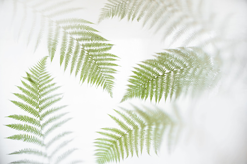 Several fern leaves in different corners of the frame on a white background