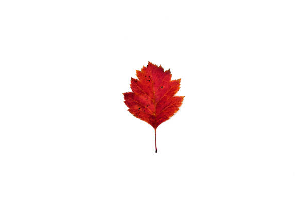 istock beautiful autumn leave isolated on white background 1279146558