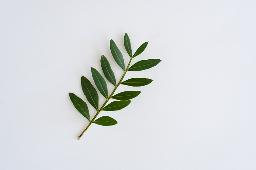 A small sprig of pistachio with a few leaves on a white background