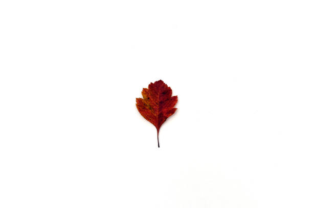 istock beautiful autumn leave isolated on white background 1279146895