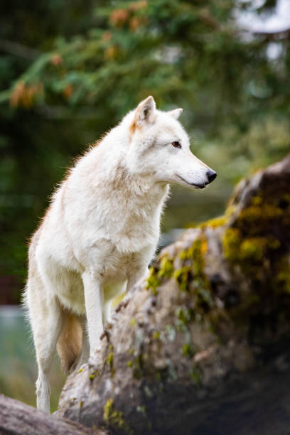 istock Alaskan white wild wolf portrait close up tribe leader 1279147927