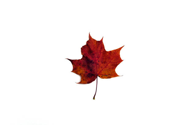 istock beautiful autumn leave isolated on white background 1279148012