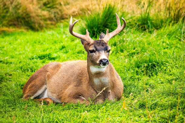 alaska male sitka black-tailed deer close up portrait - sitka imagens e fotografias de stock