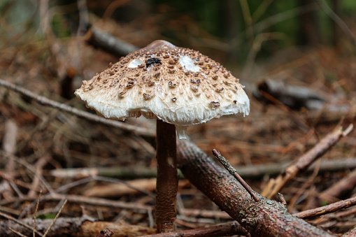 Parasol mushroom grows in the forest in autumn.