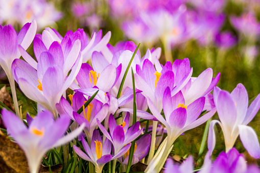 Crocus, crocuses or croci in pink, violet, blue, yellow etc., is a genus of flowering plants in the iris family