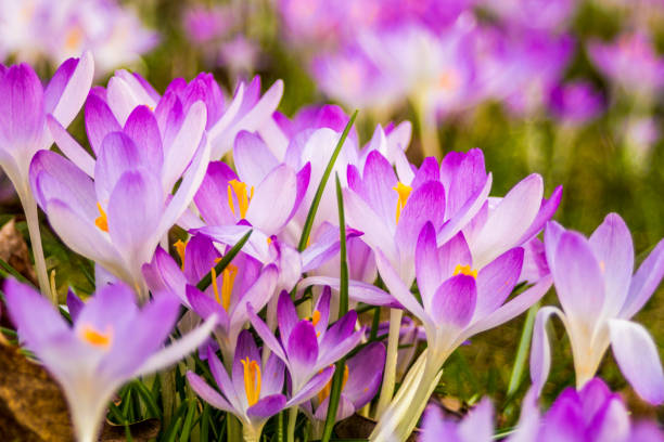 Crocus or croci Crocus, crocuses or croci in pink, violet, blue, yellow etc., is a genus of flowering plants in the iris family german iris stock pictures, royalty-free photos & images