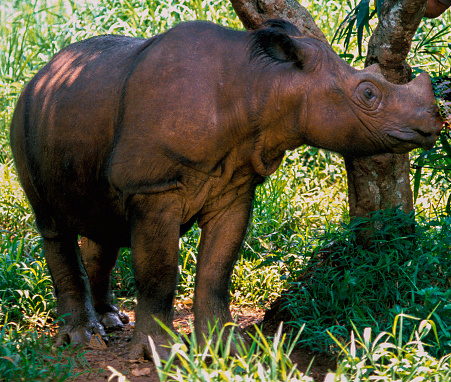 Sumatran Rhinoceros in Indonesia