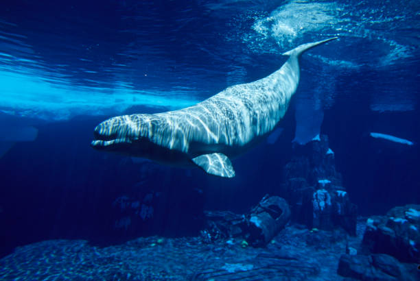 beluga - beluga whale fotografías e imágenes de stock
