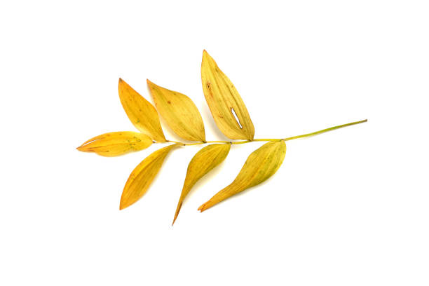 istock Tree branch with leaves isolated on white background 1279149850