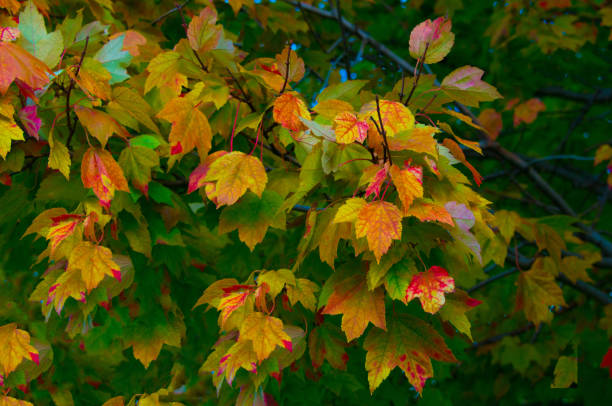 istock Fall Leaves-Howard County Indiana 1279150082