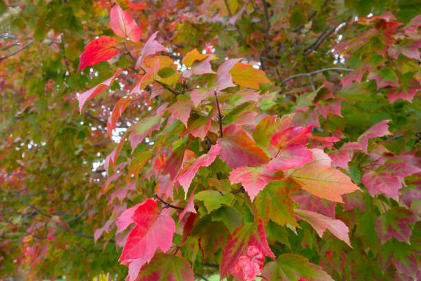 istock Fall Leaves-Howard County Indiana 1279150337