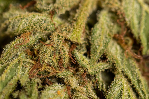 istock Close up crystals on cannabis leaf 1279150925