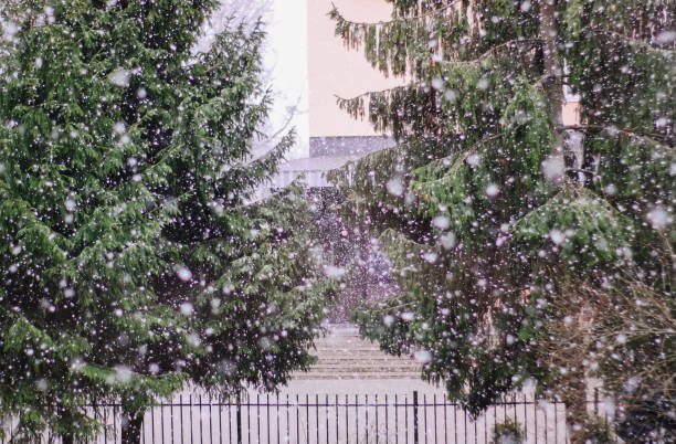istock Winter nature background. Spruce trees in snowfall. 1279151126