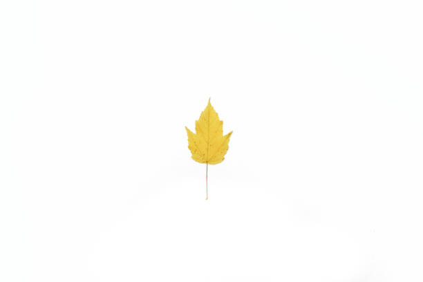 istock beautiful and colourful leave isolated on white background 1279151173