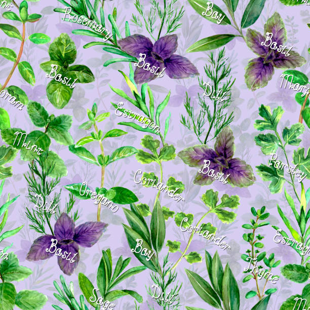 Fragrant kitchen culinary herbs spices with names watercolor green fresh seamless pattern Fragrant kitchen culinary herbs spices with names watercolor green fresh seamless pattern on purple background. Watercolour hand drawn botanical texture. Print for fabric design, wallpaper, wrapping. majoran stock illustrations
