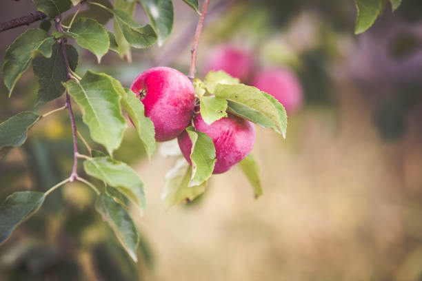 Red apple on branch autumn background