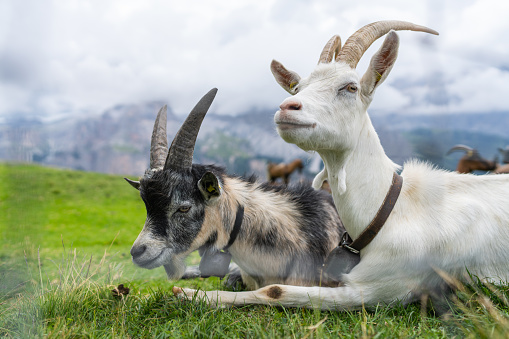 White goat from the Italian Alps