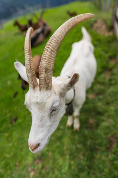 White goat on a spring meadow with dandelions