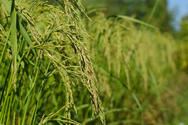 istock Ears of rice with green blurred background. 1279152784