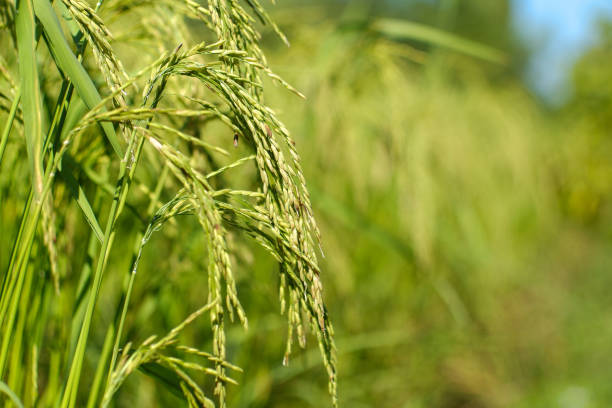 Ears of rice with green blurred background.